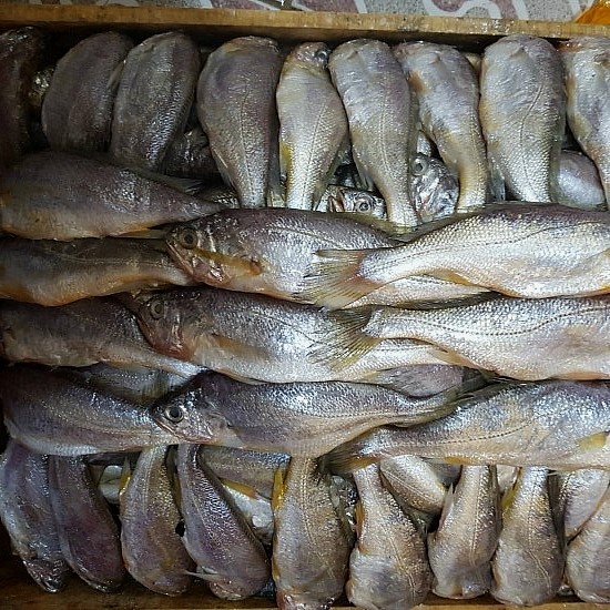  [생선반찬/해풍굴비]반건조로 해풍에 말린 참조기,저렴한 파조기 택배판매합니다.