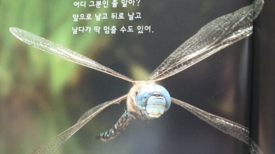 <아람 자연이랑> 잠자리 보셨나요?