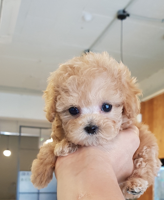  구월동강아지분양 배변훈련 걱정마세요~~!