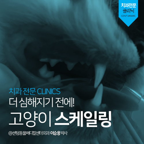  [치과] 더 심해지기 전에! 고양이 스케일링 (부산 치과 전문 동물병원, 외과박사 직접 집도, 센텀동물메디컬센터)