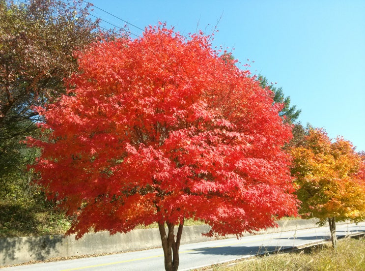  2019가을단풍 절정시기