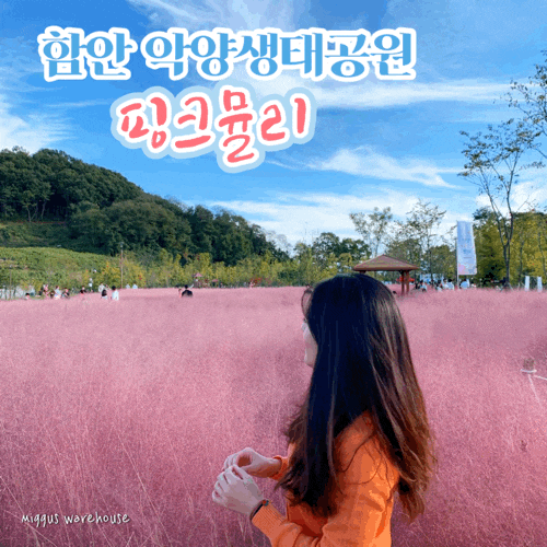  2019 함안 핑크뮬리 해바라기공원 (악양생태공원) 실태 / 한글날 다녀온 후기