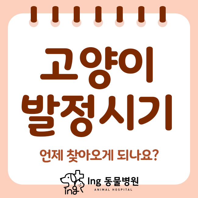  고양이 발정시기, 언제 찾아오게 되나요?