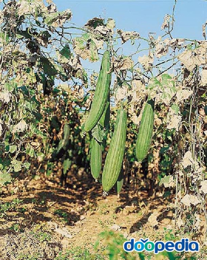  수세미오이 효능, 부작용, 고르는법, 손질법, 보관법, 먹는법(수세미차,수세미생즙,수세미효소액)