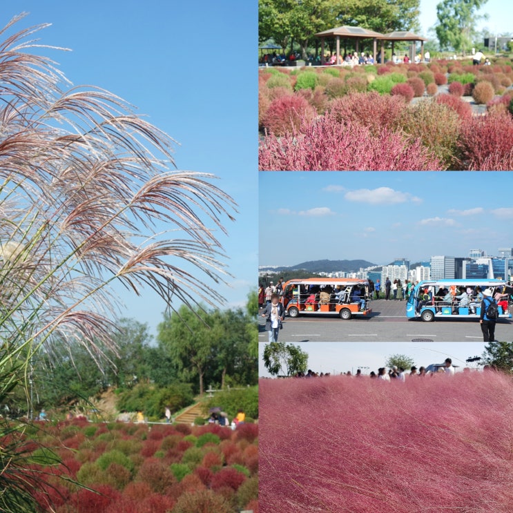 서울 하늘공원 억새 핑크뮬리 보러 떠난 완벽한 가을여행지