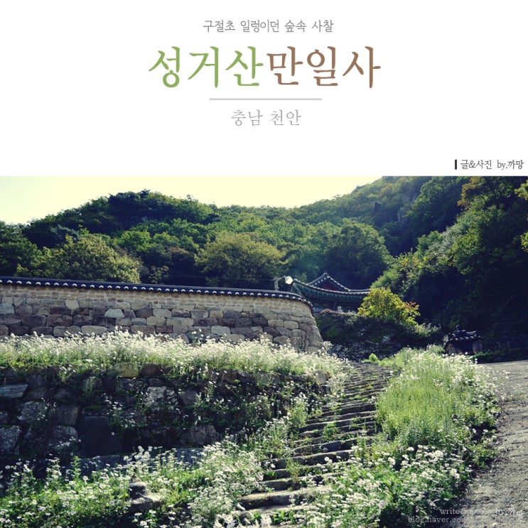  천안 성거산 만일사[晩日寺] , 구절초 일렁이던 숲속 사찰