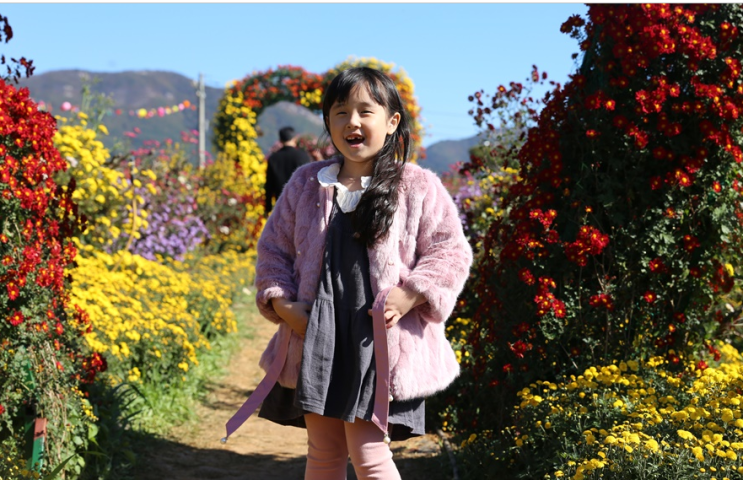  서산국화축제 올핸 꼭 갈끄얏
