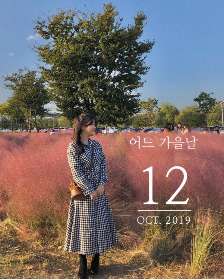  대구 핑크뮬리 피는시기 ̈ 10월 가을데이트코스추천 ︎