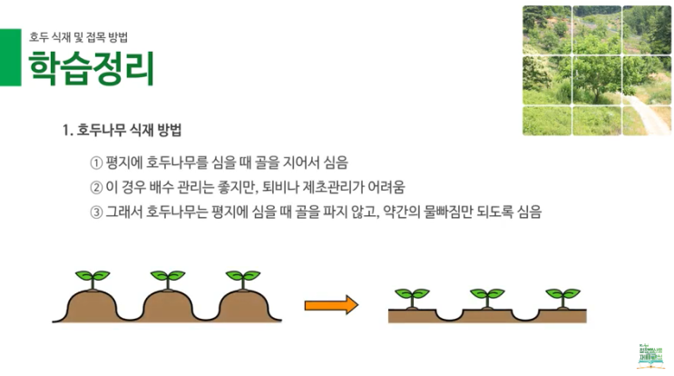  [청정임산물재배교실] 호두 식재 및 접목 방법