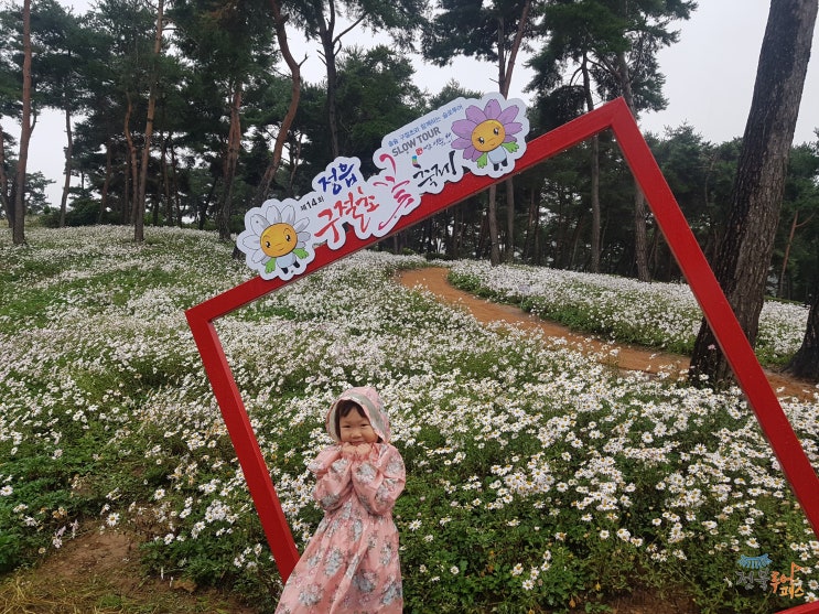 비가 와도 괜찮아-친정엄마와 함께하는 전북투어패스 가을여행지(정읍 구절초꽃축제-칠보 물테마유원지-쌍화차거리)