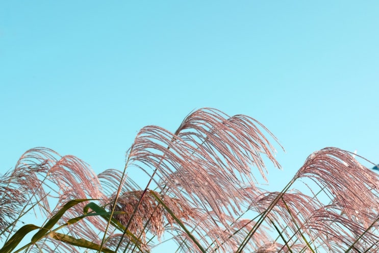  Photograph - 가을, 억새, 하늘공원