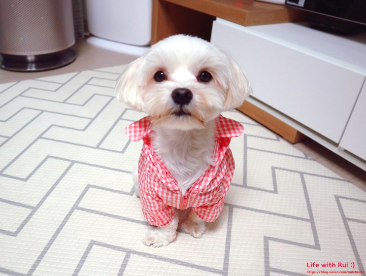  간절기에 필요한 강아지 바람막이 미닝러스 CHECK JUMPER