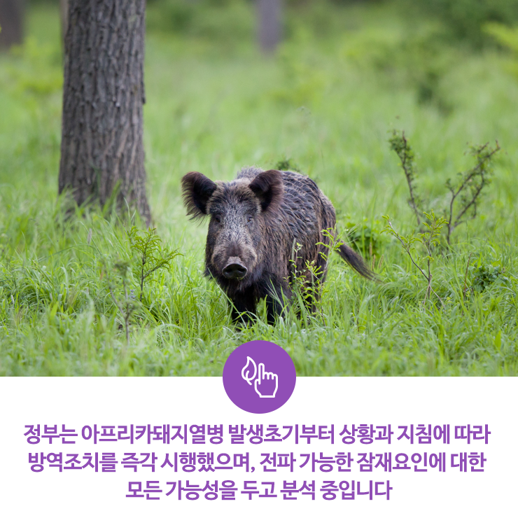  정부는 아프리카돼지열병 발생초기부터 상황과 지침에 따라 방역조치를 즉각 시행했으며, 전파 가능한 잠재요인에 대한 모든 가능성을 두고 분석 중입니다