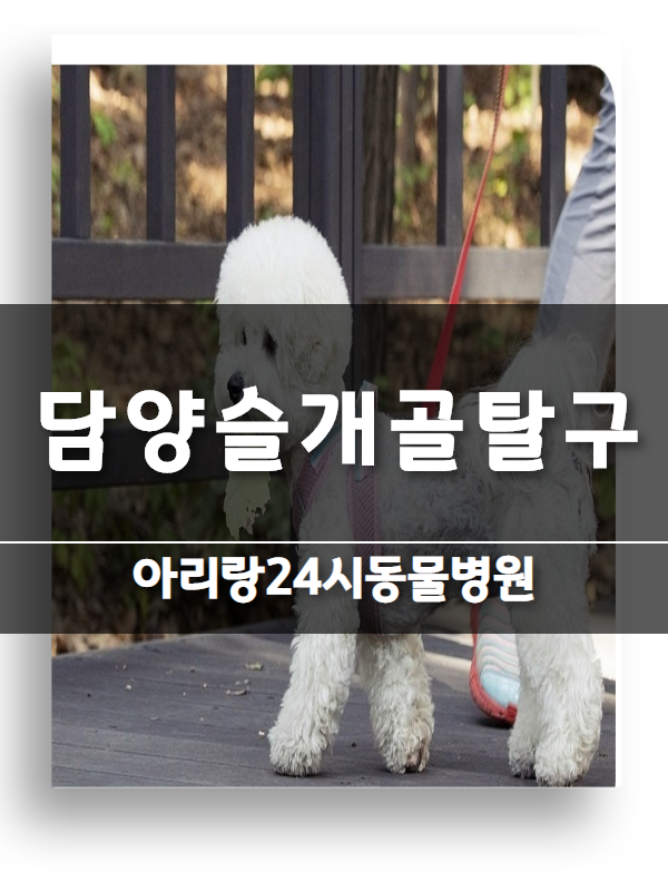  담양슬개골탈구 재발없는 아리랑24시~