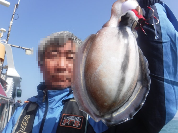  인천 갑오징어 낚시 조황 끝네 주네요 !