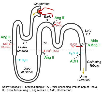 신장,나트륨, 혈압 그리고 신장 혈류 조절 (Renal auto-regulation)