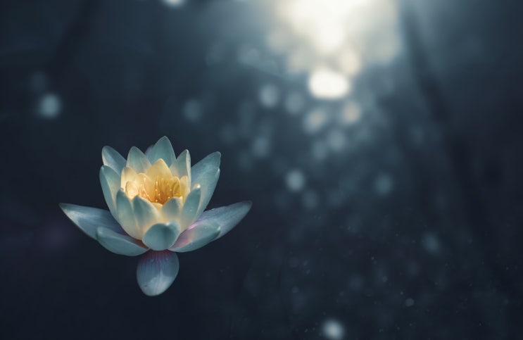  살아 있는 것은 다 행복하라 - 법정, 류시화