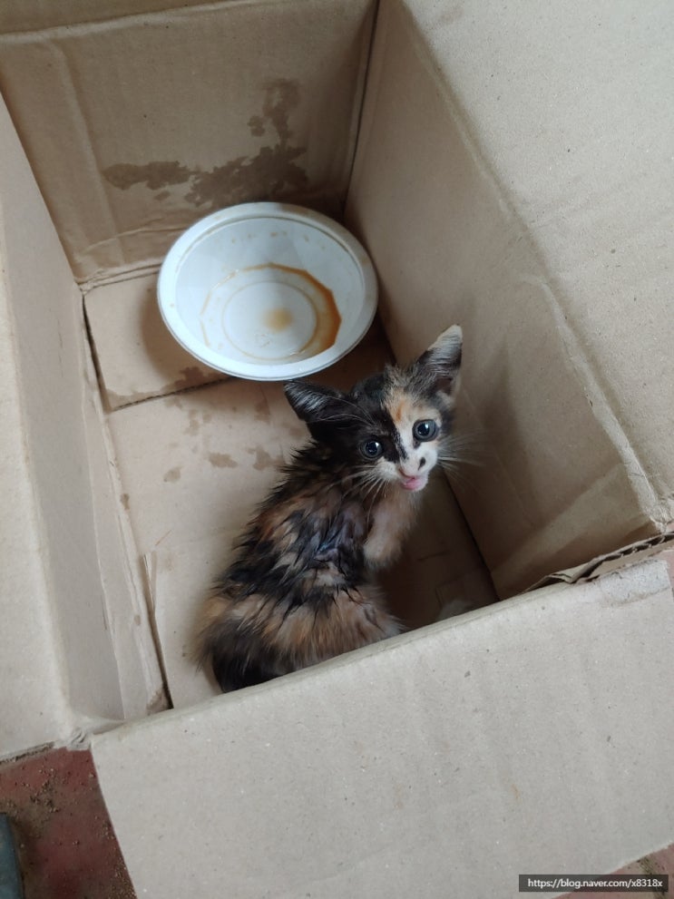  임보 고양이 복댕이