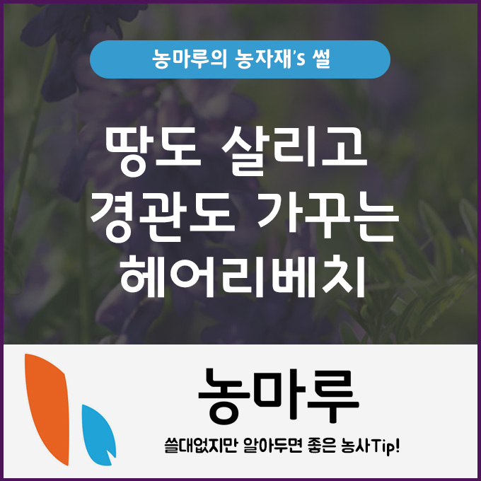  땅도 살리고 경관도 가꾸는 헤어리베치