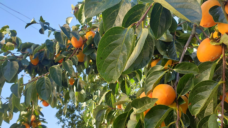 신성식당 사진 8