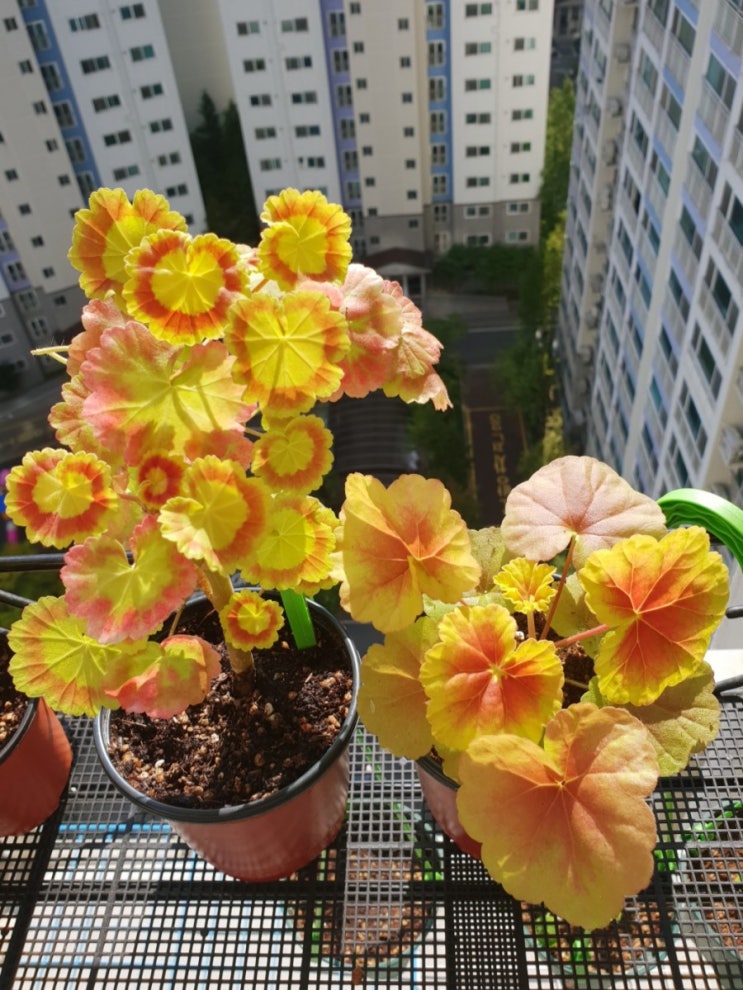  예뻐졌어요^^(제니& 뱀브릿지 파종이)