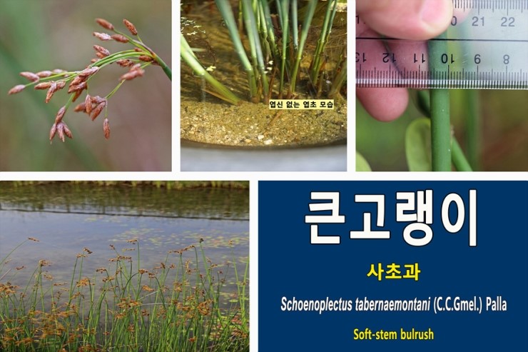  큰고랭이[Schoenoplectus tabernaemontani](2)에 관하여...사초과 여러해살이풀 수생식물