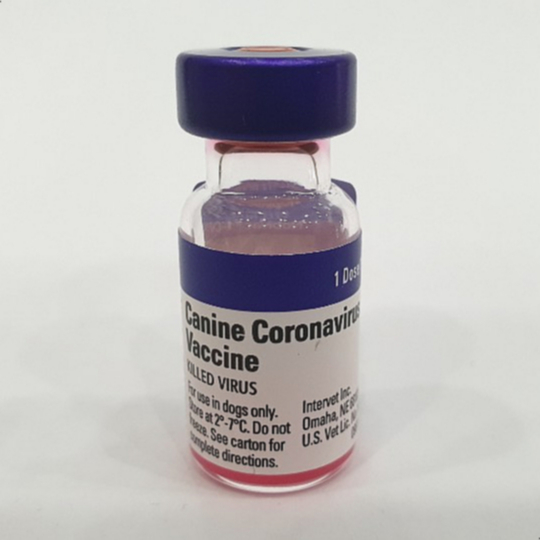  [강아지 코로나 백신 - 노비박CV] 예방접종 1차 2차 코로나바이러스(Corona Virus) 용법 주의사항 [금호동광주동물약국]