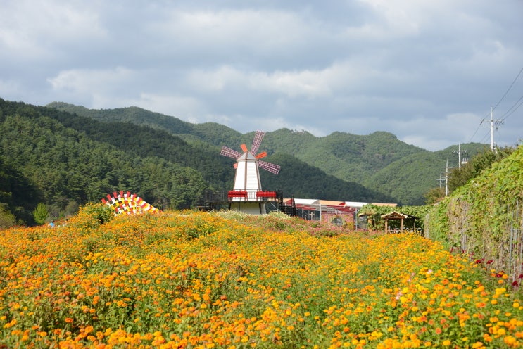  평창 백일홍축제가 끝나도 인기 짱, 핑크뮬리 만발~