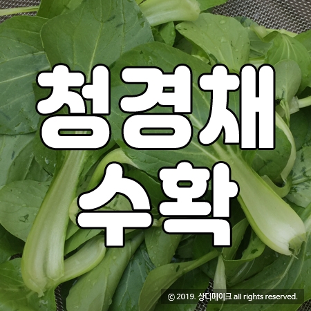  청경채 수확하기 * 자급자족 고기쌈 * 테라스 텃밭