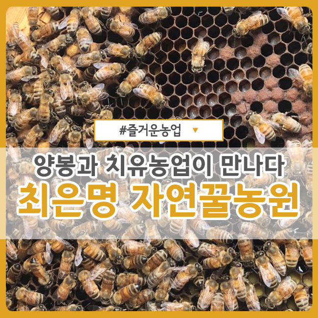  [경기 화성] 양봉과 치유농업이 만나다! :: 농촌교육농장 최은명 자연꿀농원