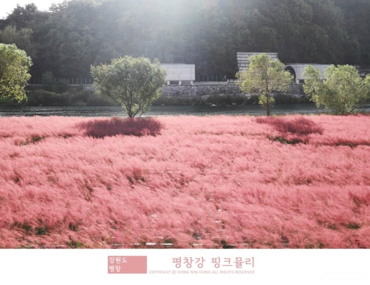  강원도 핑크뮬리 가득한 평창강
