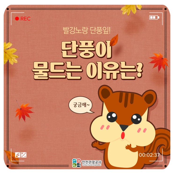  빨강노랑 단풍잎! 나뭇잎이 단풍이 드는 이유?