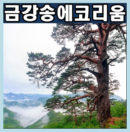  금강송에코리움 - 한국인 꼭 가봐야 할 관광지 100선 울진금강송에코리움, 금강송숲길, 금강송