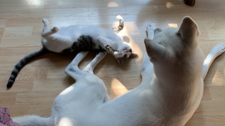  개와 고양이, 순둥이와 싸납쟁이