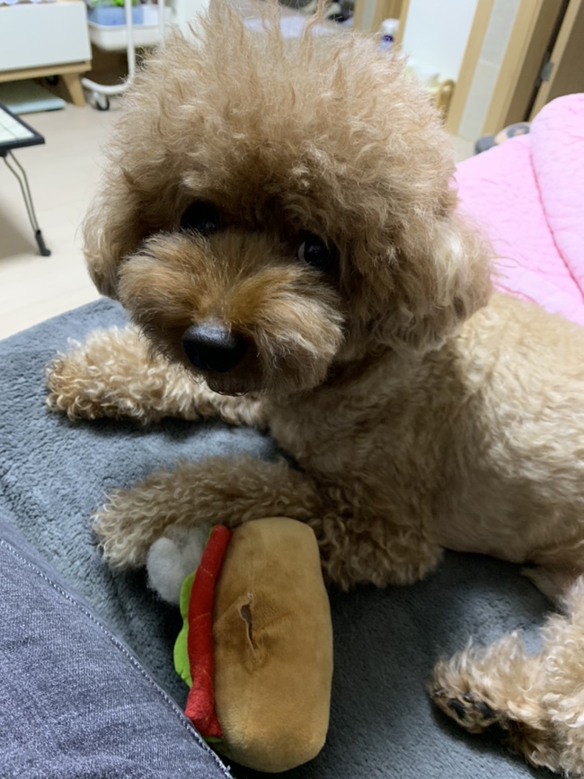  갈색 푸들 토리 일상