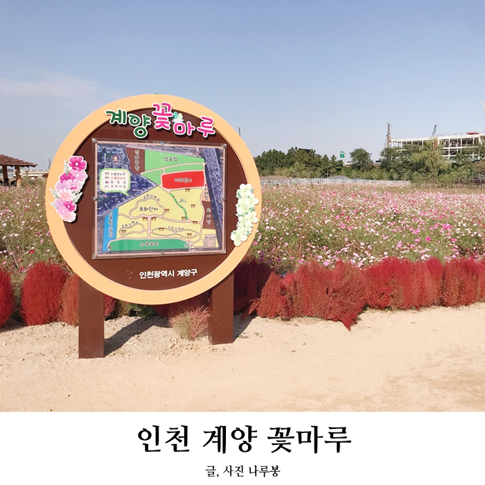  인천 계양꽃마루 가을나들이 황화코스모스 한가득!