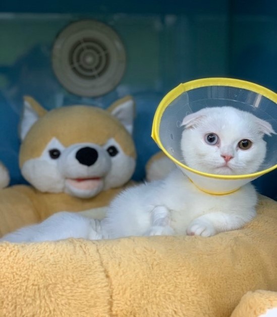  암컷 고양이 여아 중성화 수술 잘하는곳, 성남 분당동물병원(서현 정자 야탑)