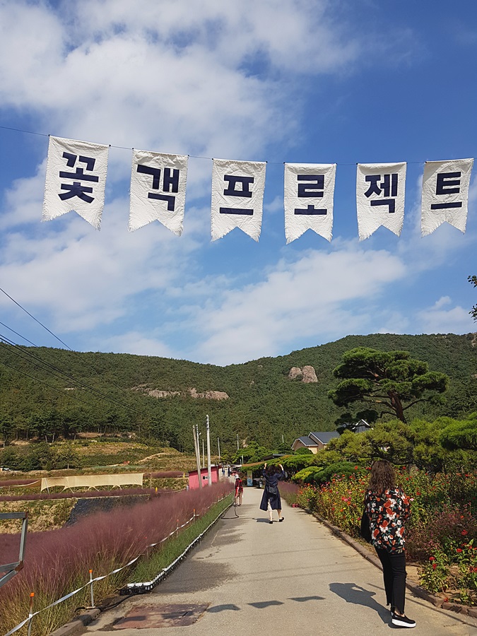  전북 고창 핑크뮬리 꽃객프로젝트 & 내장산