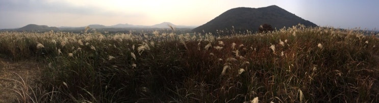  즐거운 소풍은 제주도 억새와 함께 어때요