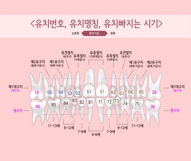 구강구조_치아번호 그림(성인치아번호, 유치번호) 의학일러스트_메디컬일러스트_논문그림 : 네이버 블로그