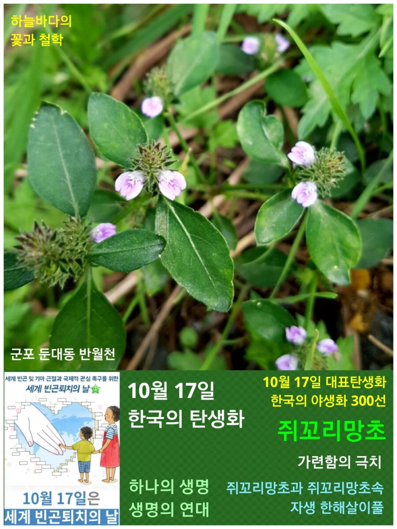 쥐꼬리망초 / 쥐꼬리망초과, 10월 17일 한국의 탄생화 : 네이버 블로그