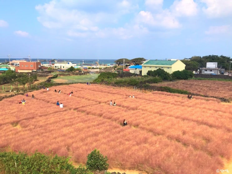  제주 핑크뮬리 카페 북촌에가면