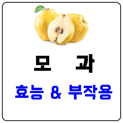  몸이따뜻해지는차 모과의효능과 모과부작용