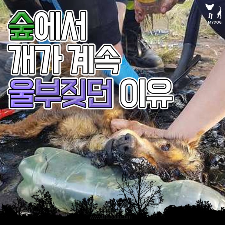  숲에서 개가 계속 울부짖던 이유