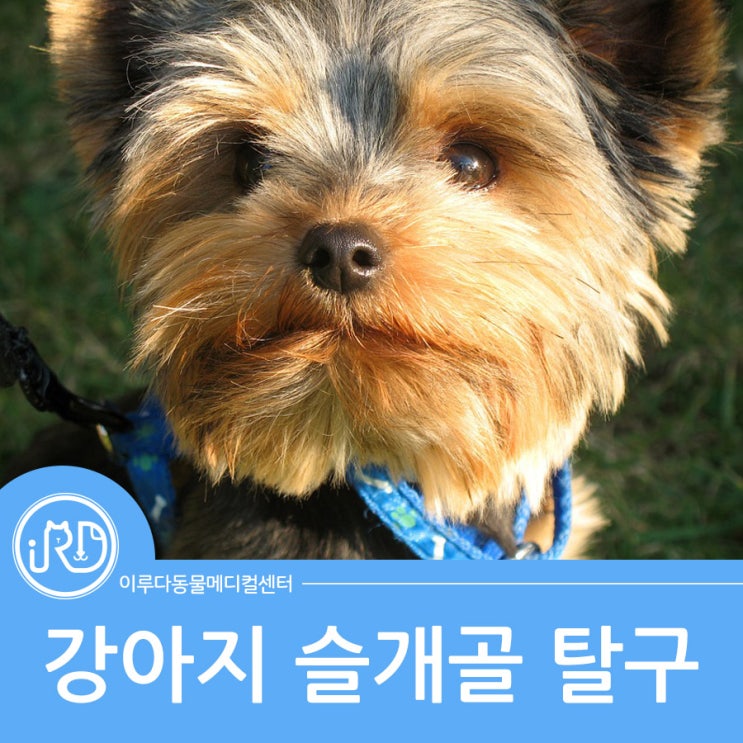  향남 진료 잘하는 동물병원 : 강아지 슬개골 탈구 수술