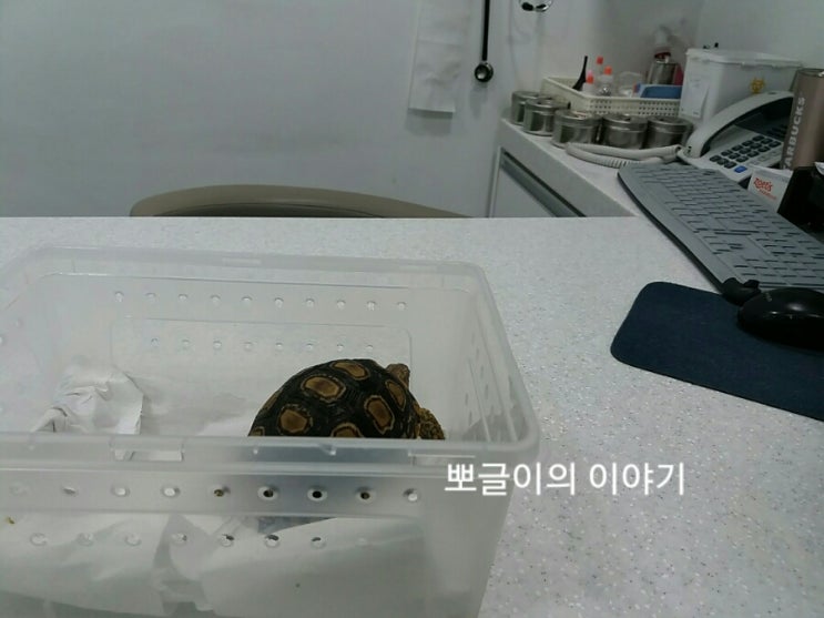  2)레오파드육지거북 어니부기의 감기,기생충 병원일지/펫이쥬동물병원 영업시간