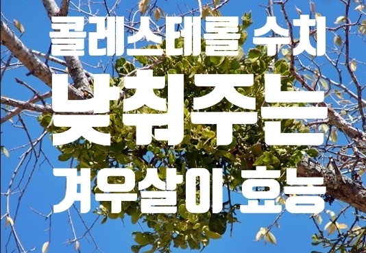  콜레스테롤 수치를 낮춰주는 겨우살이 효능