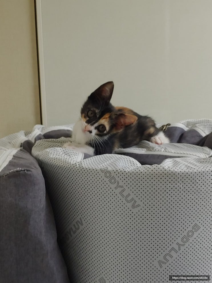  임보 고양이 복댕이 일상