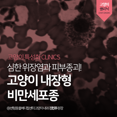  [고양이내과] 심한 위장염과 피부종괴! 고양이 내장형 비만세포종 (부산 고양이 전문 동물병원, 센텀동물메디컬센터, 비장종양)