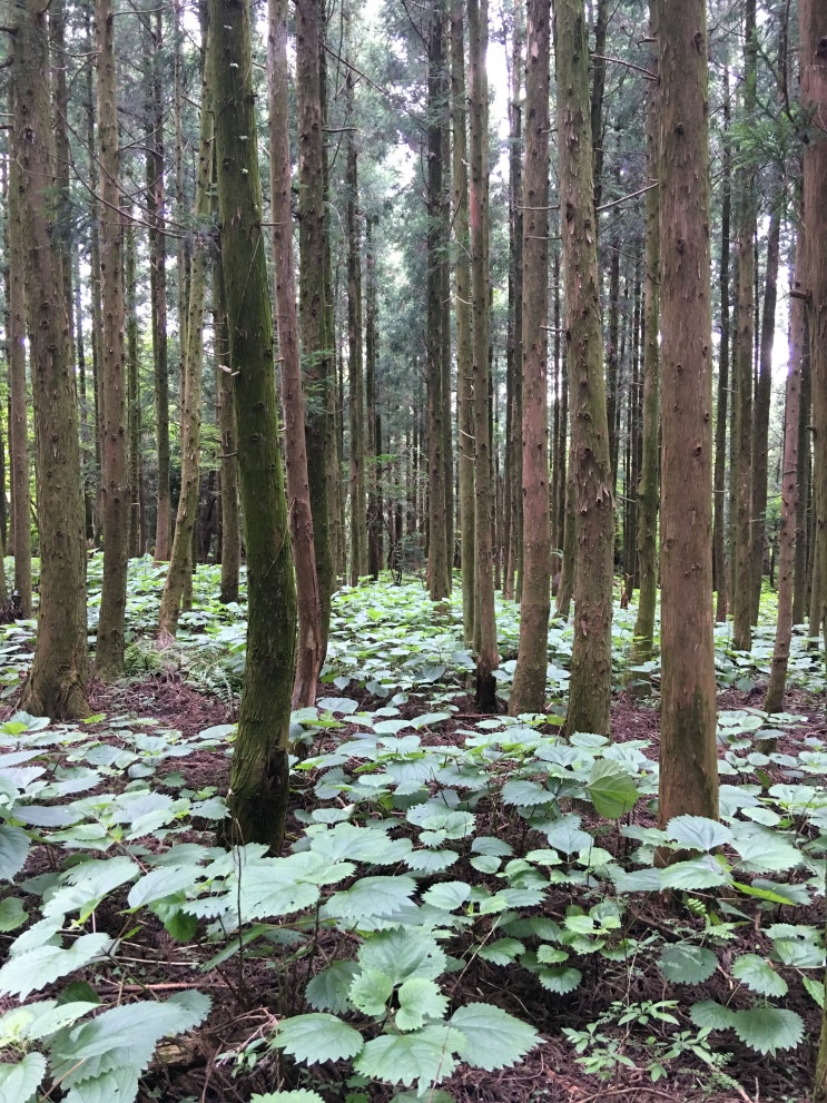  제주도 세계자연유산 거문오름, 탐방후기!